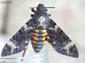 atropos r